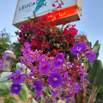 Leucadia Beach Inn - So pretty - Hotels Near Me - Encinitas, California