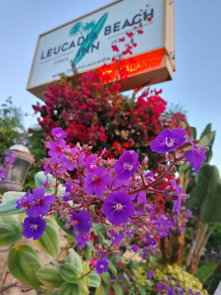 LEUCADIA BEACH INN 93 Photos & 105 Reviews Hotels 1322 N Coast