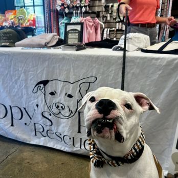 Three Dog Bakery - The Heights - Our foster Bruce Wayne repping Pippys during Yappy Hour - Pet Stores Near Me - Houston, Texas Three Dog Bakery - The Heights - Our foster Bruce Wayne repping Pippys during Yappy Hour - Pet Stores Near Me - Houston, Texas