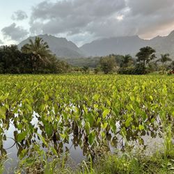 Big Save Market - Hanalei - The surrounding beauty!