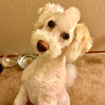 Pampered Paws - Pet Groomers Near Me - Carmichael, California Pampered Paws - Pet Groomers Near Me - Carmichael, California