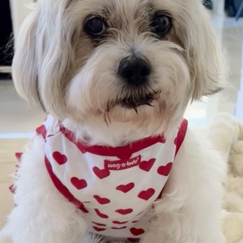 Paws Into Grace - Pet Hospice Near Me Paws Into Grace - Pet Hospice Near Me