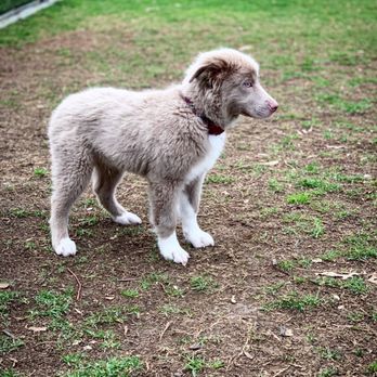 Orange Dog Park - Maki having fun at the dog park (: - Dog Parks Near Me - Orange, California