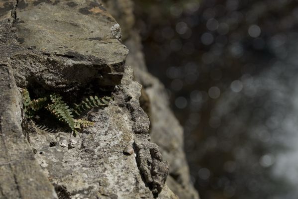 Natural Bridge State Park by null