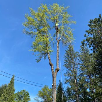 S&S Tree Service - Tree Services Near Me S&S Tree Service - Tree Services Near Me