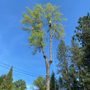 Photo of S&S Tree Service