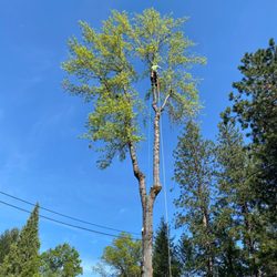 S&S Tree Service