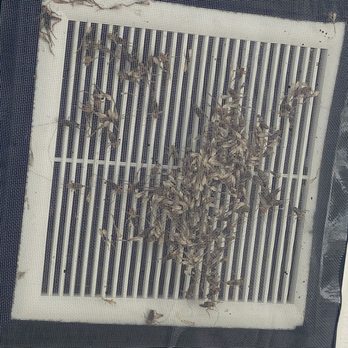 San Valencia by Mark-Taylor - Cricket from bathroom vent - Apartments Near Me - Chandler, Arizona San Valencia by Mark-Taylor - Cricket from bathroom vent - Apartments Near Me - Chandler, Arizona