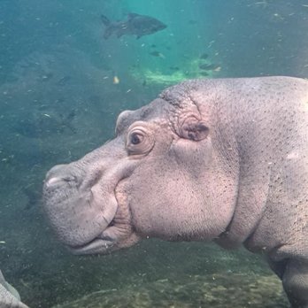 Adventure Aquarium - Hippo - Aquariums Near Me - Camden, New Jersey Adventure Aquarium - Hippo - Aquariums Near Me - Camden, New Jersey