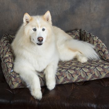 American Mutt USA - CoreBlu Pet Bed with Waterproof Bolster Cover - Pet Stores Near Me - Hickory, North Carolina American Mutt USA - CoreBlu Pet Bed with Waterproof Bolster Cover - Pet Stores Near Me - Hickory, North Carolina