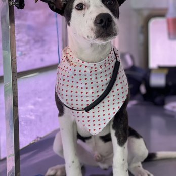 Bark Boutique - Pet Grooming - Pet Groomers Near Me Bark Boutique - Pet Grooming - Pet Groomers Near Me