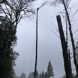 Justin 40-50 feet up an alder, cutting the top off.