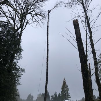 Arbor Tree Care - Justin 40-50 feet up an alder, cutting the top off. - Tree Services Near Me - Olympia, Washington Arbor Tree Care - Justin 40-50 feet up an alder, cutting the top off. - Tree Services Near Me - Olympia, Washington