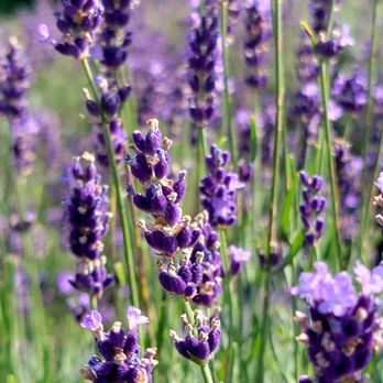 Sunset Ridge Lavender Farm - Attraction Farms Near Me - Enon, Ohio Sunset Ridge Lavender Farm - Attraction Farms Near Me - Enon, Ohio