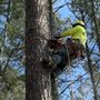 Photo of Georgia Tree Company