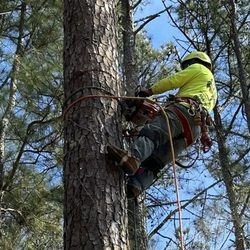 Georgia Tree Company
