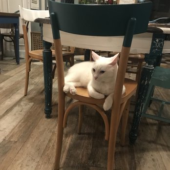 Romeow Cat Bistrot - Bistros Near Me - Rome, RM Romeow Cat Bistrot - Bistros Near Me - Rome, RM