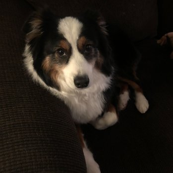 PUPS Pet Club - Pet Sitting Near Me - Chicago, Illinois