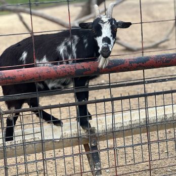 Tennessee Safari Park - Goat - Parks Near Me - Alamo, Tennessee