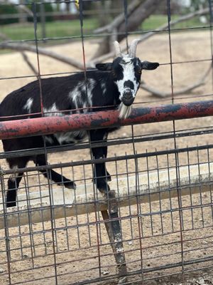 Tennessee Safari Park by null