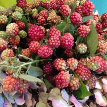 Kant Floristik - blackberry - Flowers & Gifts Near Me - Berlin, BE