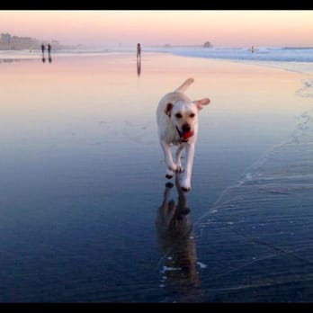 Brooke's Prancing Paws - Jordyn LOVES her trips to the beach - Dog Walkers Near Me