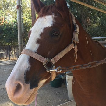 Country Trails and Riding School - Horseback Riding Near Me - Orange, California Country Trails and Riding School - Horseback Riding Near Me - Orange, California