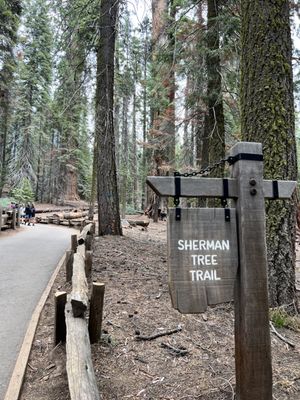 General Sherman Tree by null