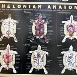 Dayton South Veterinary Clinic - Turtle anatomy!