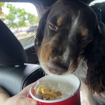 Chick-fil-A - Thank you for the pup cup! Scout loved it! - Fast Food Near Me - Federal Heights, Colorado Chick-fil-A - Thank you for the pup cup! Scout loved it! - Fast Food Near Me - Federal Heights, Colorado