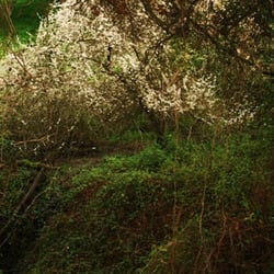 Don Dahvee Park