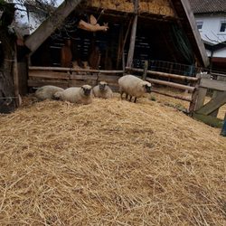 Lebendige Krippe - Stall