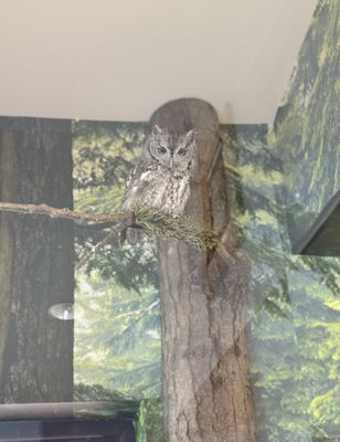 Ohio Bird Sanctuary by null