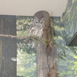 The Ohio Bird Sanctuary - Inside the sanctuary building