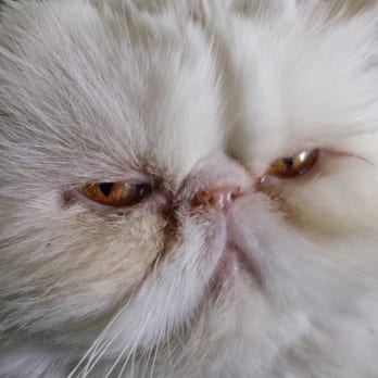 Helping Persian Cats - Animal Shelters Near Me - Santa Monica, California