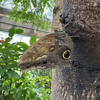 Butterfly Pavilion - Museums Near Me - Westminster, Colorado