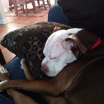 SPCA Cincinnati - Animal Shelters Near Me - Cincinnati, Ohio