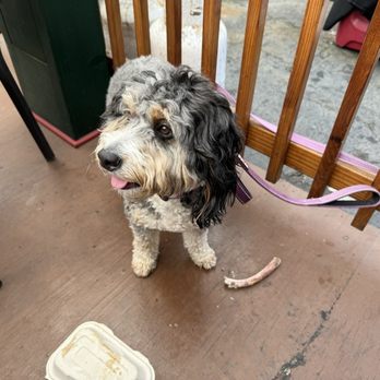 Mayan Fusion - Dog, after 15 minutes+ with the prime rib bone. - Seafood Near Me - Fort Bragg, California