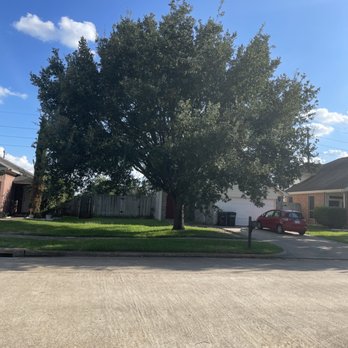Long Horn Tree Solution - Tree before - front view - Tree Services Near Me