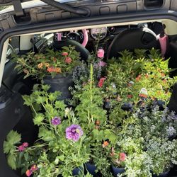 Whitfill Nurseries - Happy car! Everything I found from my last trip to Whitfill