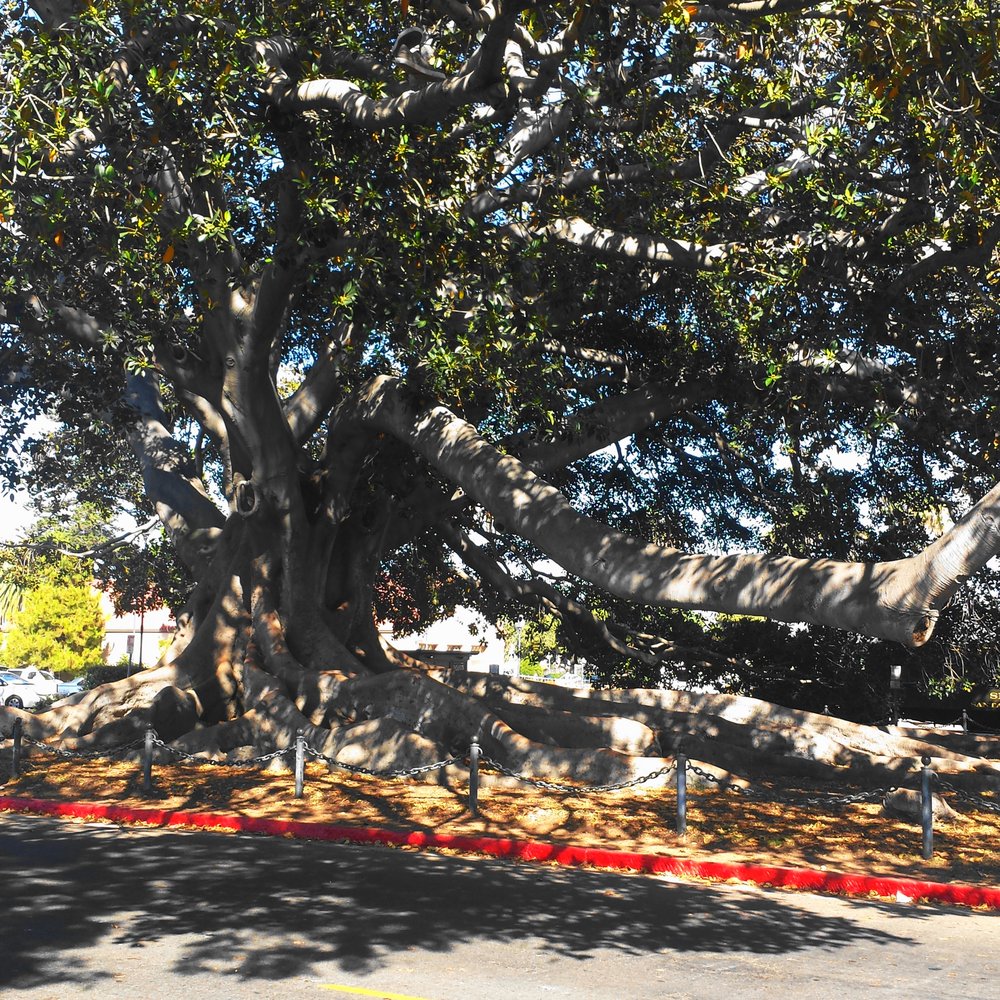 Moreton Bay Fig Tree Park - Parks Near Me - Santa Barbara, California Moreton Bay Fig Tree Park - Parks Near Me - Santa Barbara, California