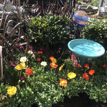 Orchard Nursery - Nurseries & Gardening Near Me - Lafayette, California Orchard Nursery - Nurseries & Gardening Near Me - Lafayette, California
