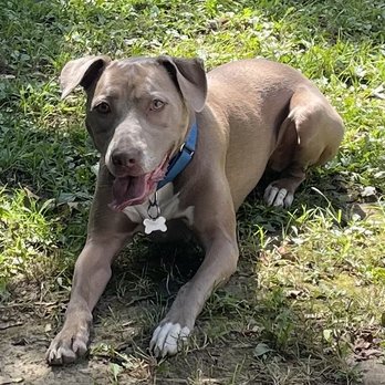 Busters Clusters - Happy boy in his clean yard - Pet Waste Removal Near Me - Redford, Michigan Busters Clusters - Happy boy in his clean yard - Pet Waste Removal Near Me - Redford, Michigan