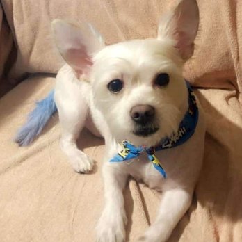 Animal Kingdom - Our baby Zues - Pet Groomers Near Me - Colton, California Animal Kingdom - Our baby Zues - Pet Groomers Near Me - Colton, California