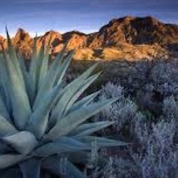 Desert Nursing Services - Desert Nursing Services
