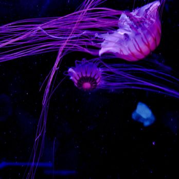 Jellyfish Museum - More species, great write-ups - Museums Near Me - Pompano Beach, Florida Jellyfish Museum - More species, great write-ups - Museums Near Me - Pompano Beach, Florida