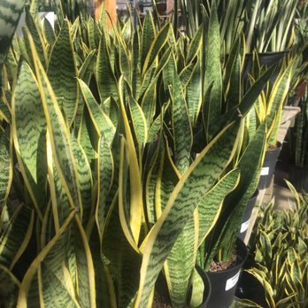 Family Tree Nursery - More plants!!! - Nurseries & Gardening Near Me - Shawnee, Kansas Family Tree Nursery - More plants!!! - Nurseries & Gardening Near Me - Shawnee, Kansas