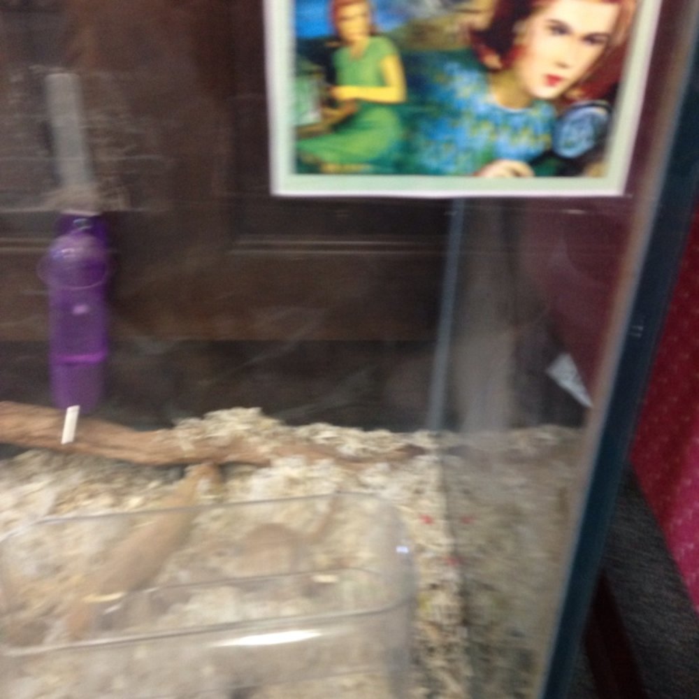 Longmeadow Public Library - Gerbils! - Libraries Near Me - Longmeadow, Massachusetts
