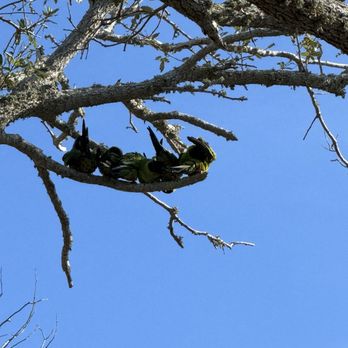 Fort De Soto Park - Parrots - Parks Near Me - Tierra Verde, Florida Fort De Soto Park - Parrots - Parks Near Me - Tierra Verde, Florida