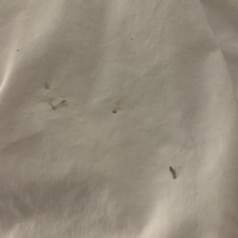Hampton Inn Columbus/Dublin - Boogers on the sheet - Hotels Near Me - Dublin, Ohio